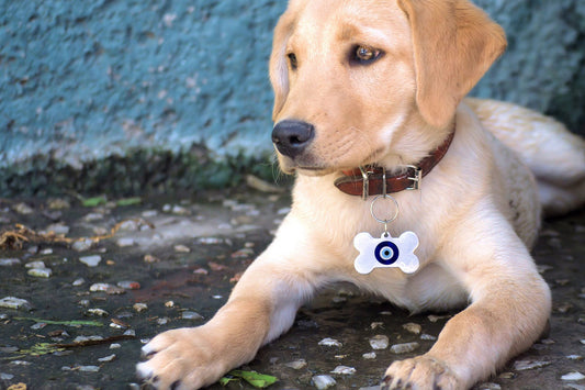 Lucky Eye Bone Pet Tag